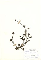 藏品(紫背草(一點紅))的圖片